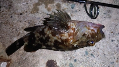 カサゴの釣果