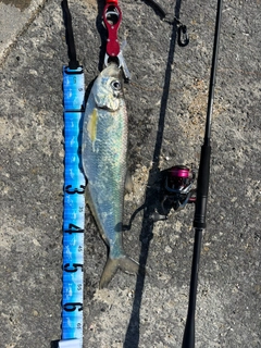 ヒラの釣果