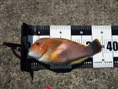 イラの釣果