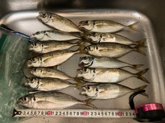 アジの釣果