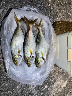 ショゴの釣果