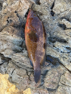 アコウの釣果