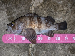 メバルの釣果