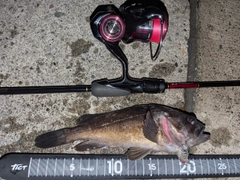 クロソイの釣果