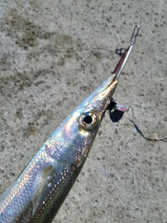 アカカマスの釣果