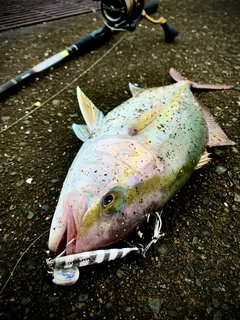 シオの釣果