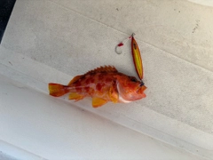 アヤメカサゴの釣果