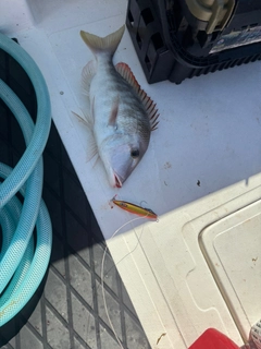 フエフキダイの釣果