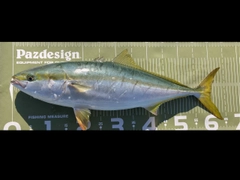 ワラサの釣果