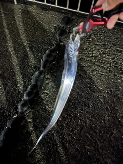 タチウオの釣果