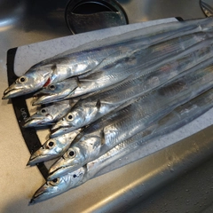 タチウオの釣果