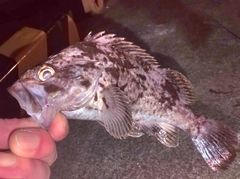 クロソイの釣果