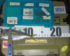 マアジの釣果
