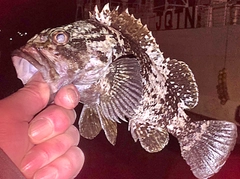 ムラソイの釣果