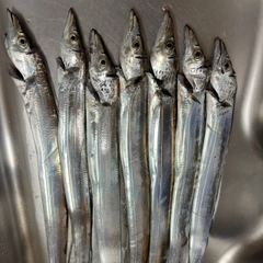 タチウオの釣果