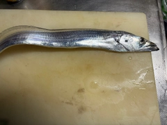 タチウオの釣果