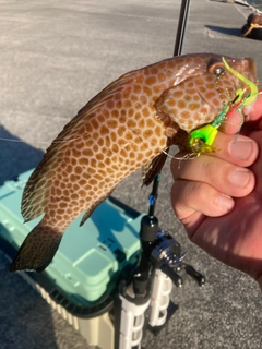 オオモンハタの釣果