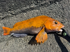 アイナメの釣果