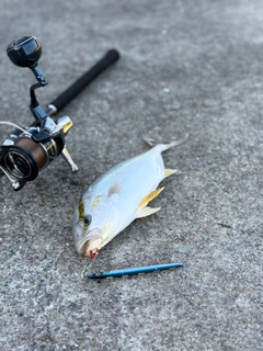 ショゴの釣果