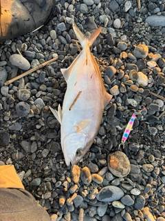 ショゴの釣果