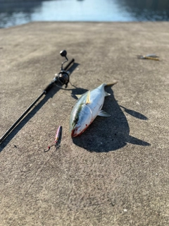 イナダの釣果