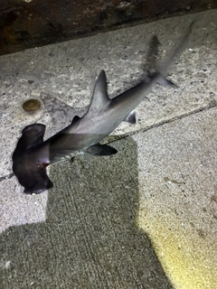 カマスの釣果
