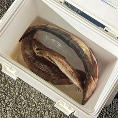 コチの釣果