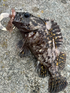 オウゴンムラソイの釣果