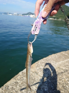 エソの釣果