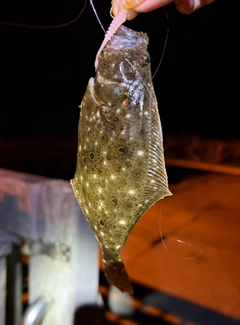 ヒラメの釣果