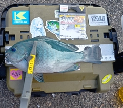 クチブトグレの釣果