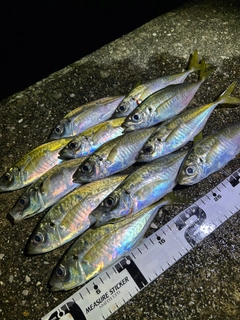 アジの釣果
