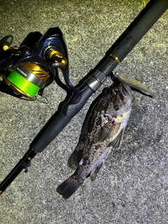 クロソイの釣果