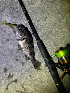 クロソイの釣果