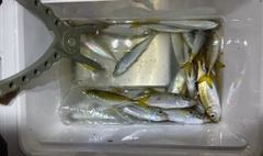 マアジの釣果