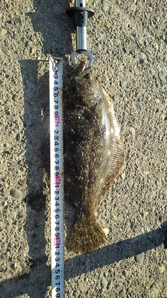 ヒラメの釣果