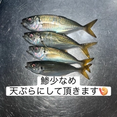 マアジの釣果