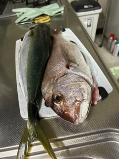 マダイの釣果