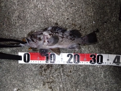 クロソイの釣果