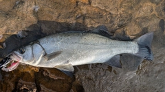 ヒラスズキの釣果