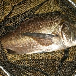 チヌの釣果・釣り情報まとめ【2026年最新】 - アングラーズ | 釣果600