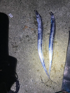 タチウオの釣果