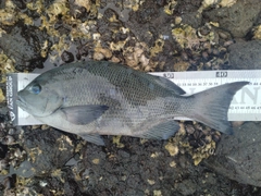 クチブトグレの釣果