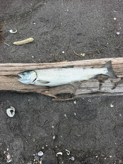 サケの釣果