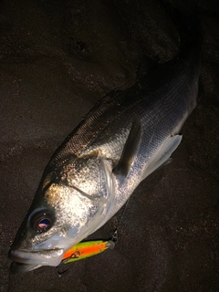 セイゴ（マルスズキ）の釣果