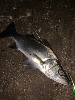 セイゴ（ヒラスズキ）の釣果