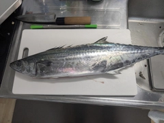サゴシの釣果