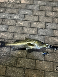 シーバスの釣果