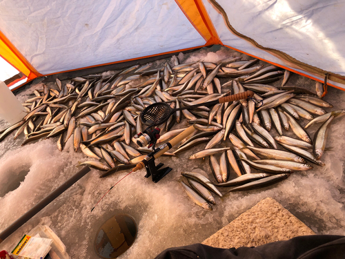 チカの釣果