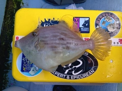 カワハギの釣果
